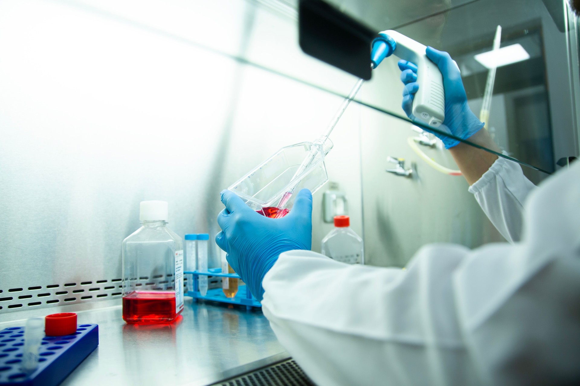 Cell culture at the medicine, medical and cell culture laboratory, safety cabinet